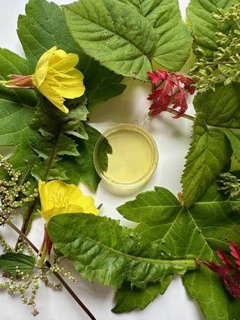 Kräuterkunde, Pflanzenkunde, Heilkräuter und Kräuterwissen 