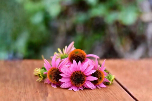 Echinacea (Echinacea purpurea) – Pflanzenkunde, Inhaltsstoffe & Einordnung für Pferd, Hund und Katze