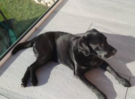 Labrador Blacky´s Entwicklung während der Therapie