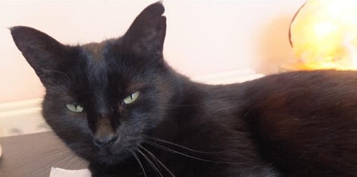 Erfahrungsbericht: Haut- & Fellprobleme bei Kater Ted 