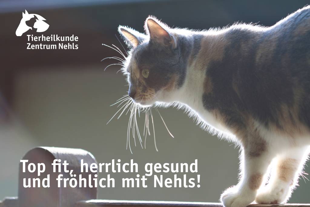Obst, Gemüse, Nüsse und Körner für Katzen