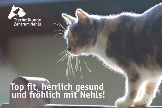 Obst, Gemüse, Nüsse und Körner für Katzen