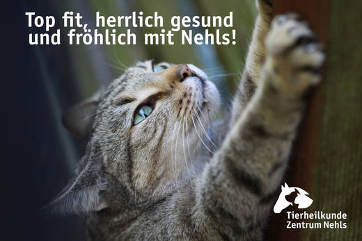 Lebenserwartung von Katzen und was können Sie tun?