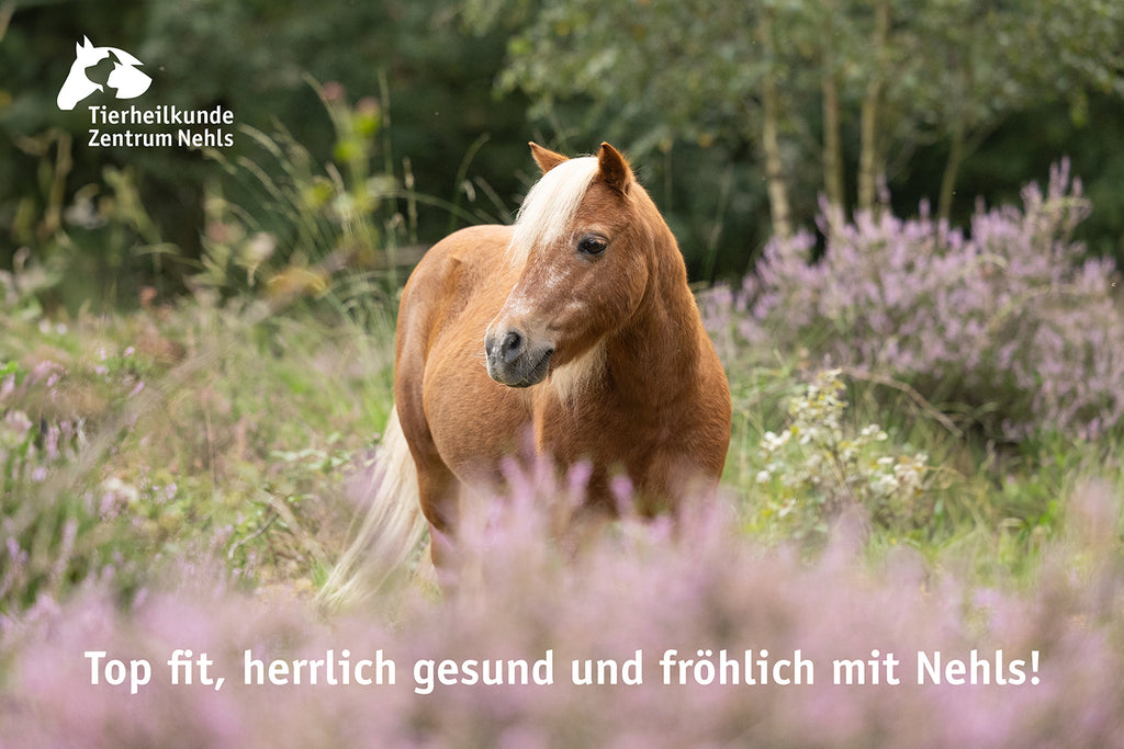 Haut und Fell Probleme bei Pferden, Ponys und Eseln