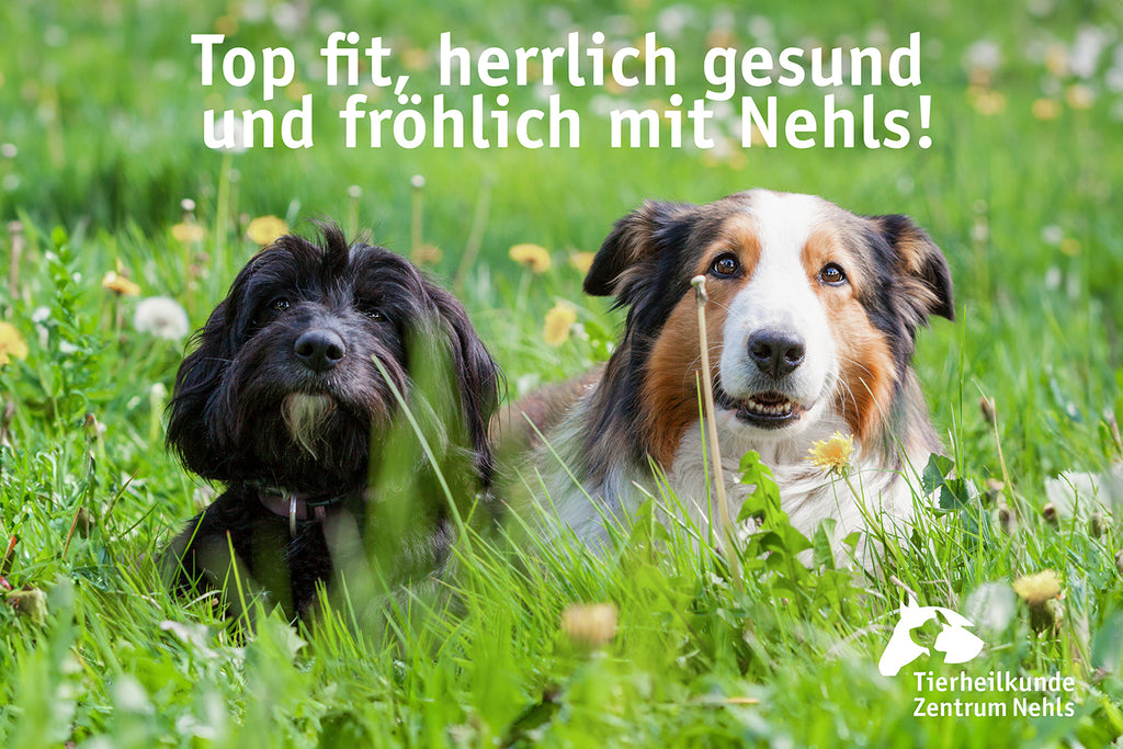 Verhaltensstörungen bei Hunden & ängstliche, nervöse Hunde