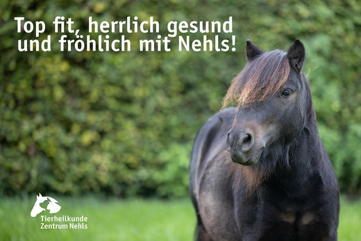 Leber und Nieren Pferd