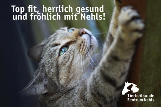 Katzen gesund und natürlich füttern 