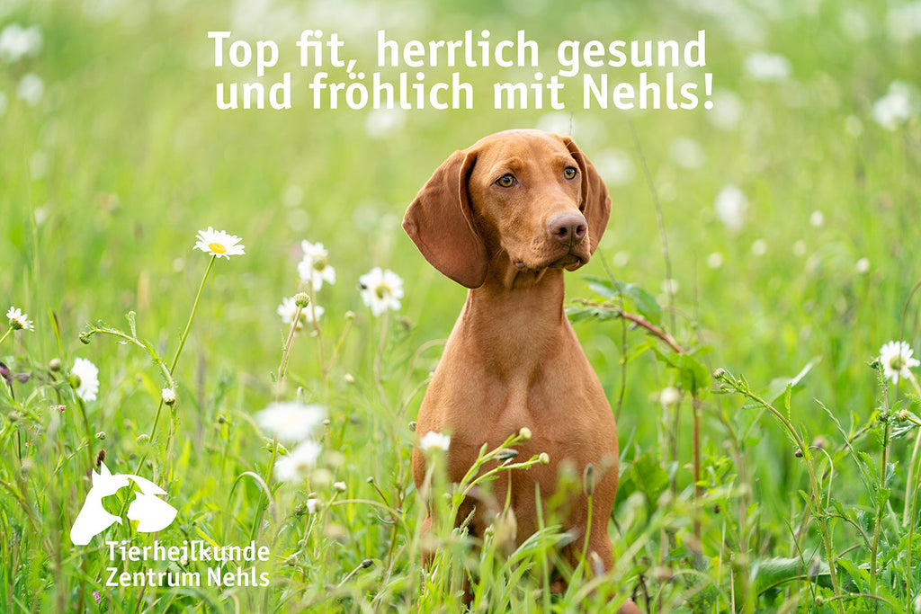Junge Hunde, Welpen