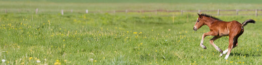 Bewegungsapparat, Gelenke, Lahmheiten 