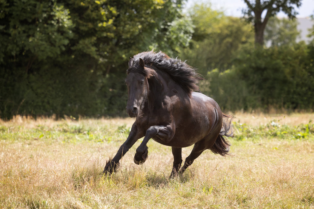 Wohlstandskrankheiten unserer Pferde & Ponys