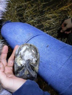 Erfahrungsbericht: Therapie bei Esel Giovanni 