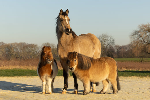 Herz- und Kreislaufprobleme beim Pferd 