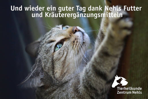 Fellwechsel Katze