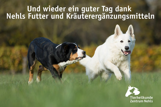 Krebs bei Hunden