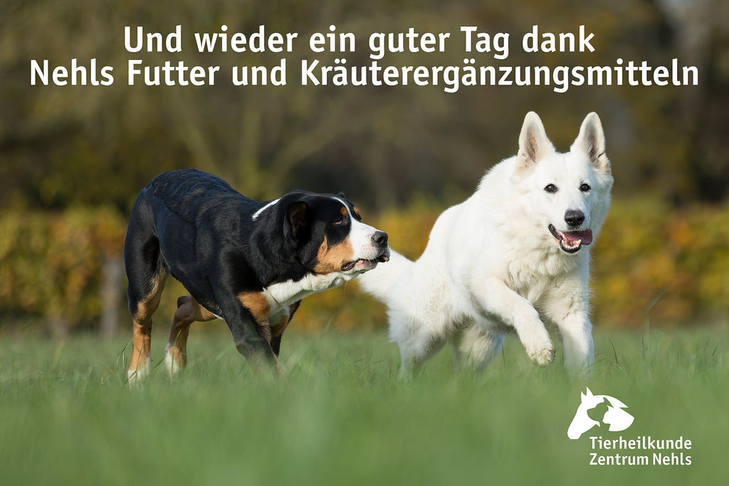 Mineralien-, Vitamin- und Mikronährstoffmangel: Kräuter für Hunde