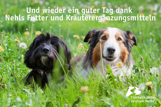 Hundefutter gesund und natürlich füttern 