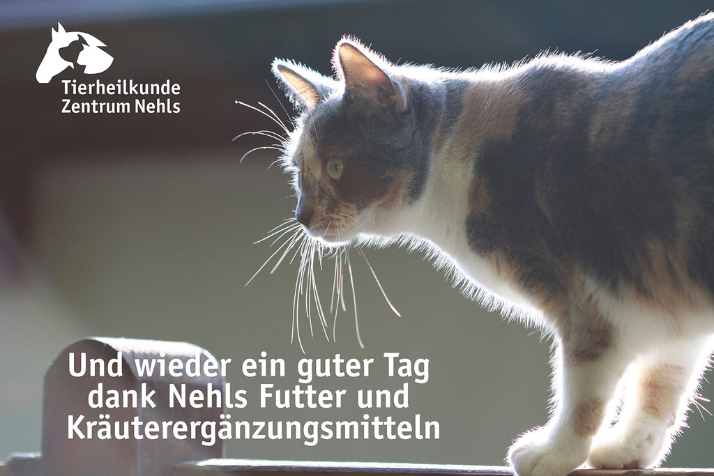 Zecken, Milben, Flöhe, Läuse, Haarlinge, Insekten... Katzen