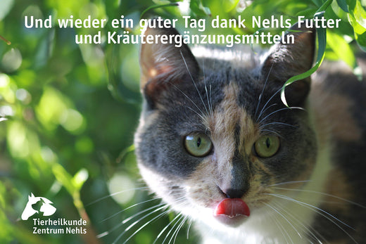 Barfen für Katzen - Mängel beim Barfen