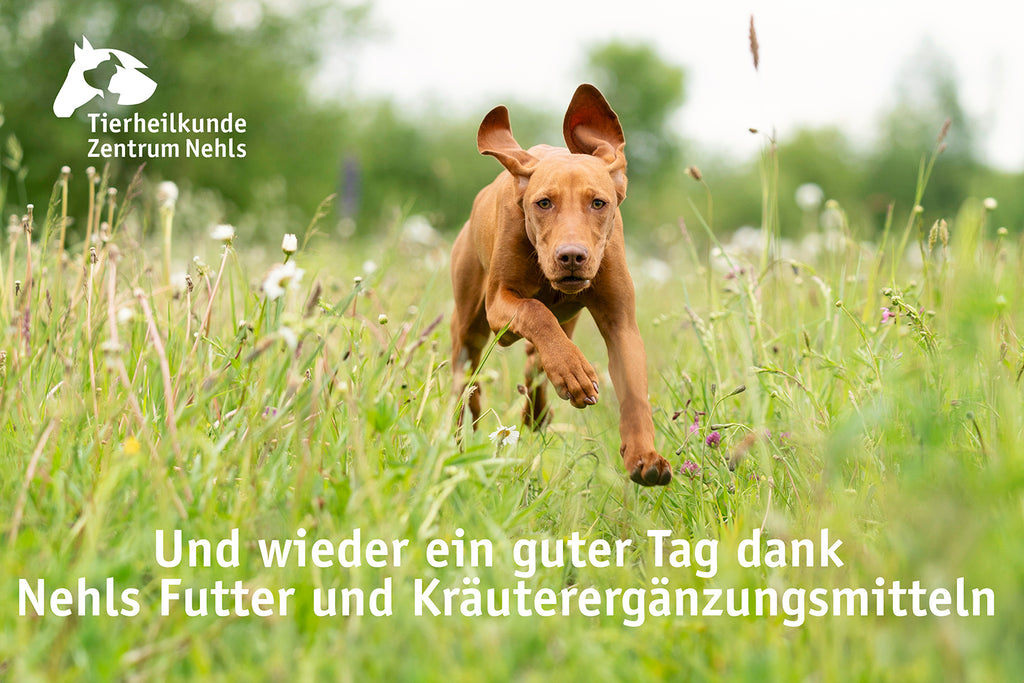 Dünne Hunde