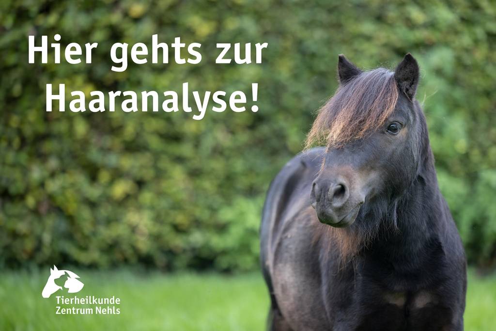 Hufrehe bei trächtigen und laktierenden Stuten