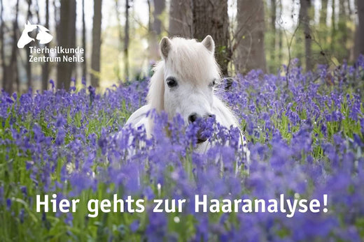 Allergie bei Pferden - grundsätzliche  Informationen 