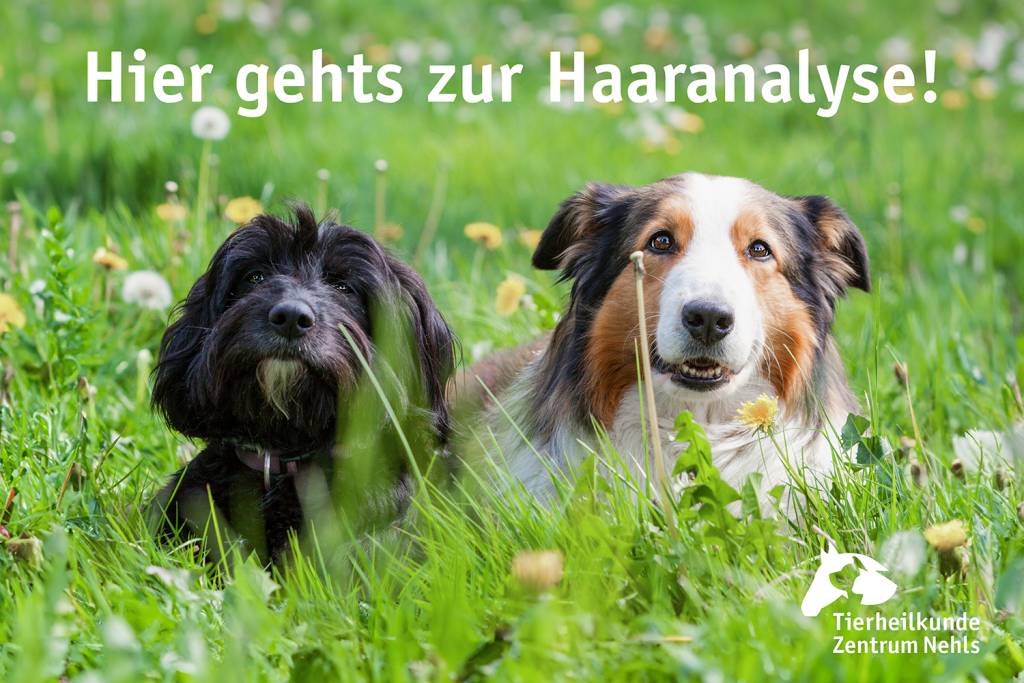 Fellwechsel bei Hunden