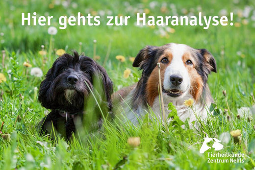 Fellwechsel bei Hunden 