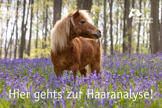 Pferde gesund füttern 