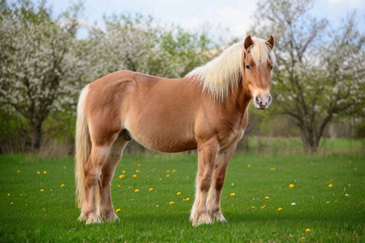 Chronische Hufrehe beim Pferd