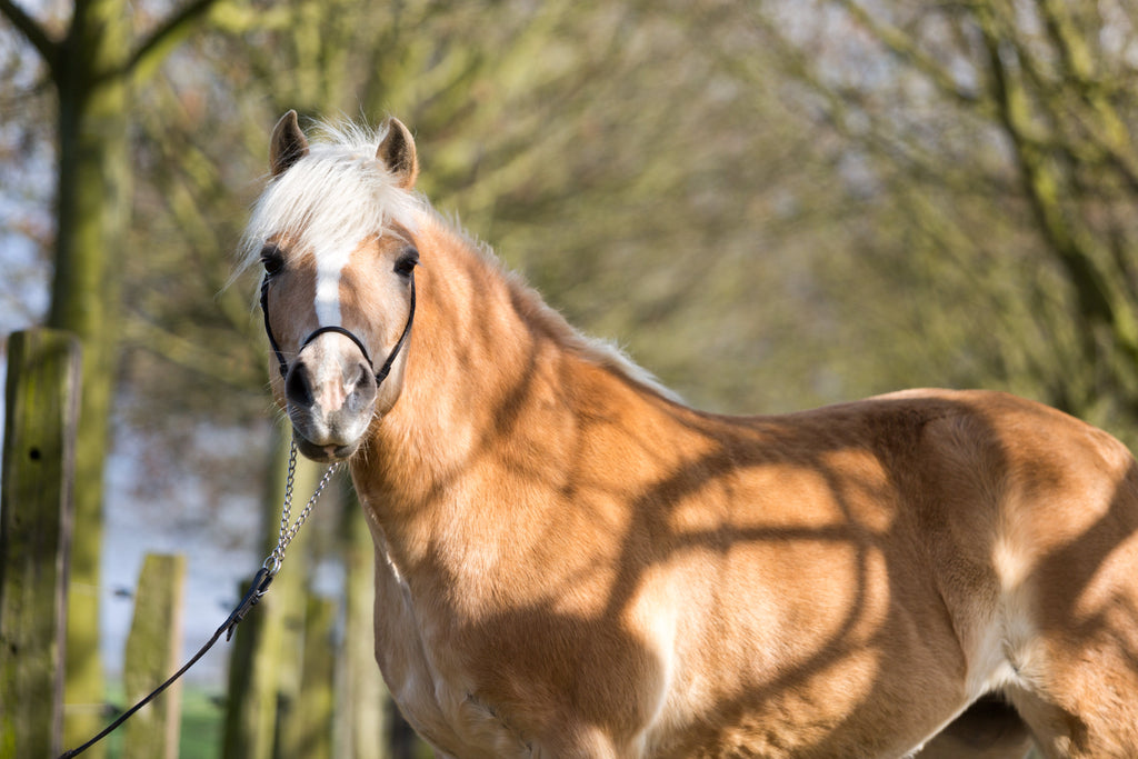 Erfahrungsbericht: Haflinger Nikodemus, Hufe tipptopp, Fellwechsel ging ratzfatz!