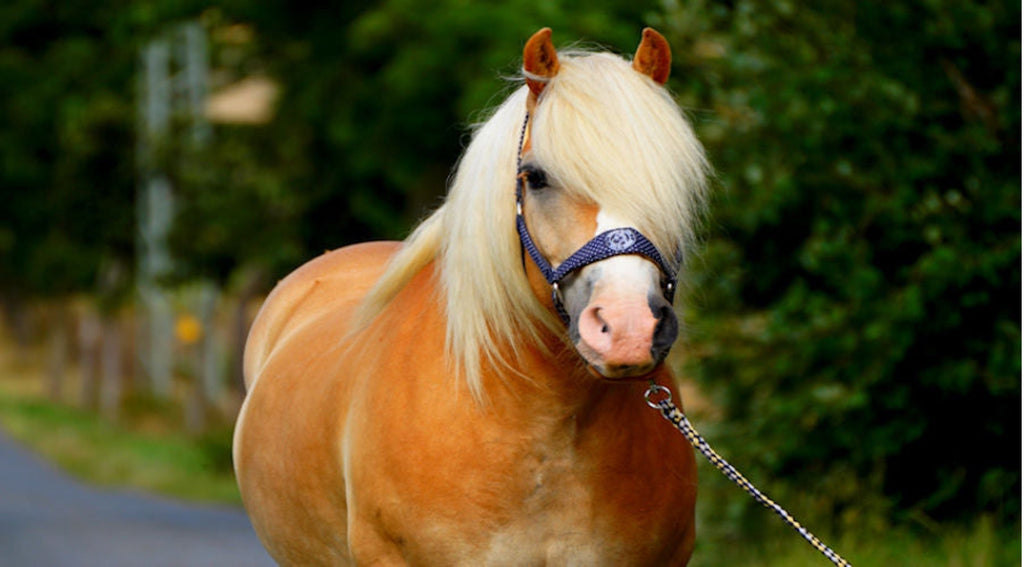 Fütterung Haflinger