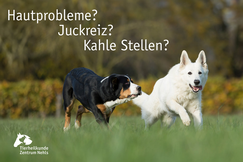 Hauterkrankungen und Fellprobleme beim Hund