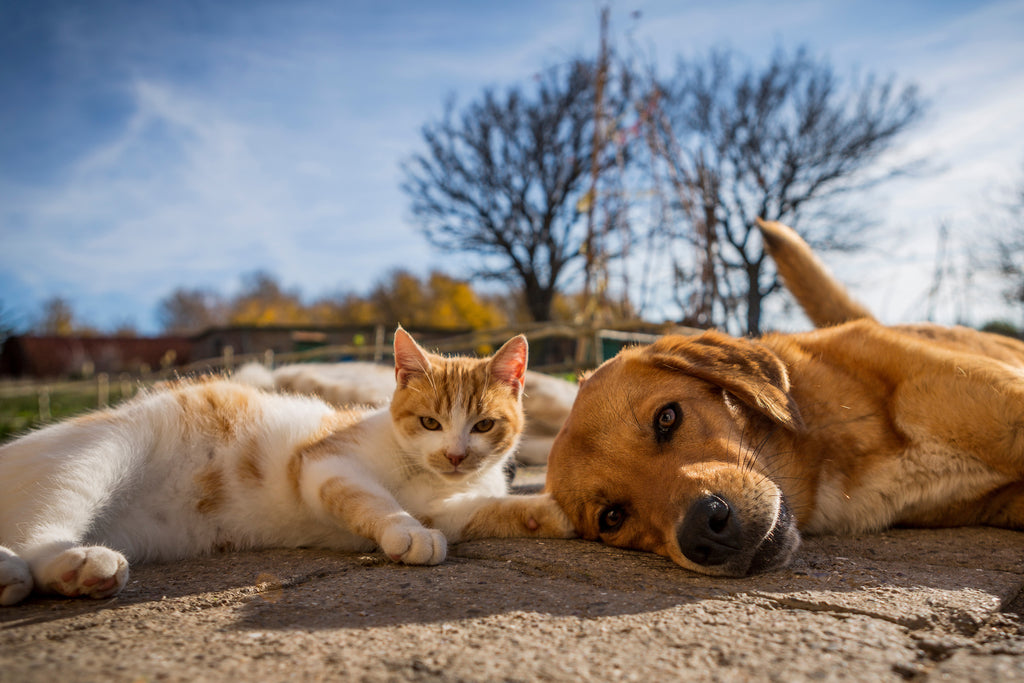 Individuelle Kräuter für Hunde, Katzen, Kleintiere