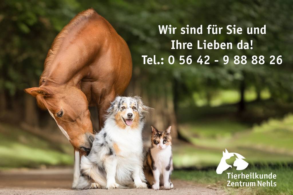 Vorbeugung ist besser als heilen – wie gesunde Ernährung und natürliche Ergänzungen unsere Tiere unterstützen