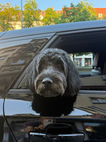 Reise in den Urlaub mit dem Hund