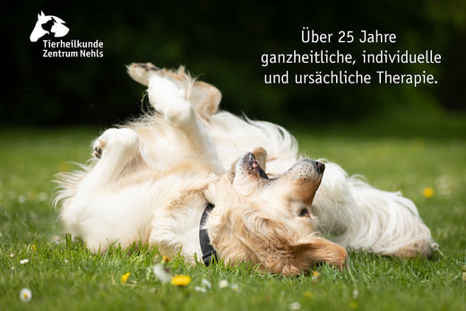 Lebenserwartung von Hunden 