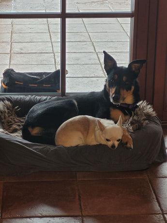 Erfahrungsbericht: Hund Jack mit Epilepsie 