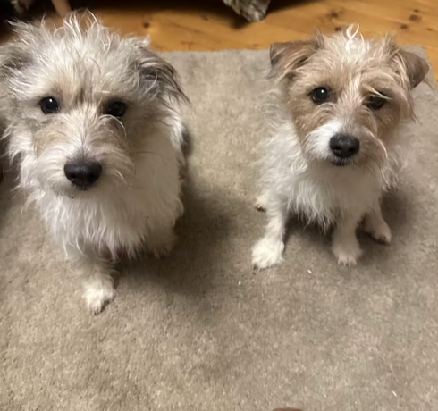 Erfahrungsbericht: Zwei Jack Russell und ihr Lieblingsnassfutter von Nehls 