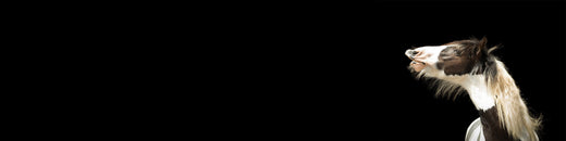 Fütterung Haflinger 