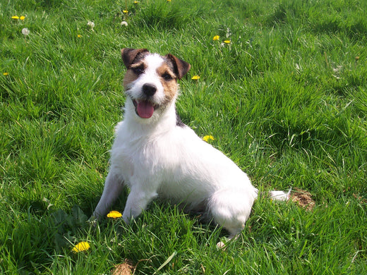 Ein kleiner Racker: Der Jack Russell Terrier