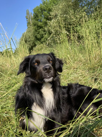 Erfahrungsbericht: Jessicas Rüde: Super Blutbild, tolles Fell 