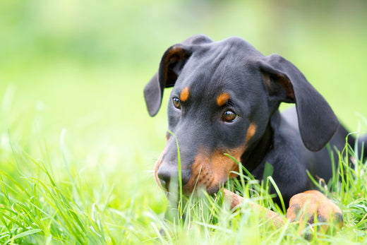 Lebererkrankungen bei Hunden