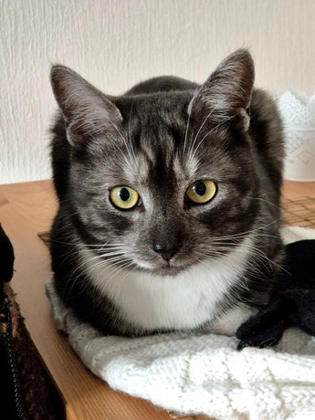 Erfahrungsbericht: Kater Frodo gehts nach der Haaranalyse so viel besser 