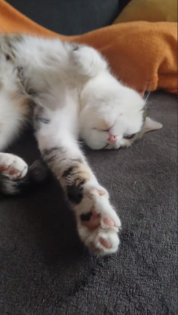 Erfahrungsbericht: Kater Max und seine individuelle Kräutermischung von Nehls 