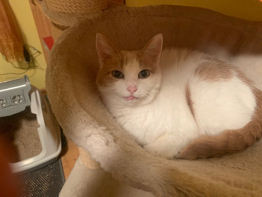 Erfahrungsbericht: Katze Paula hat eine Bauchspeicheldrüsenentzündung 