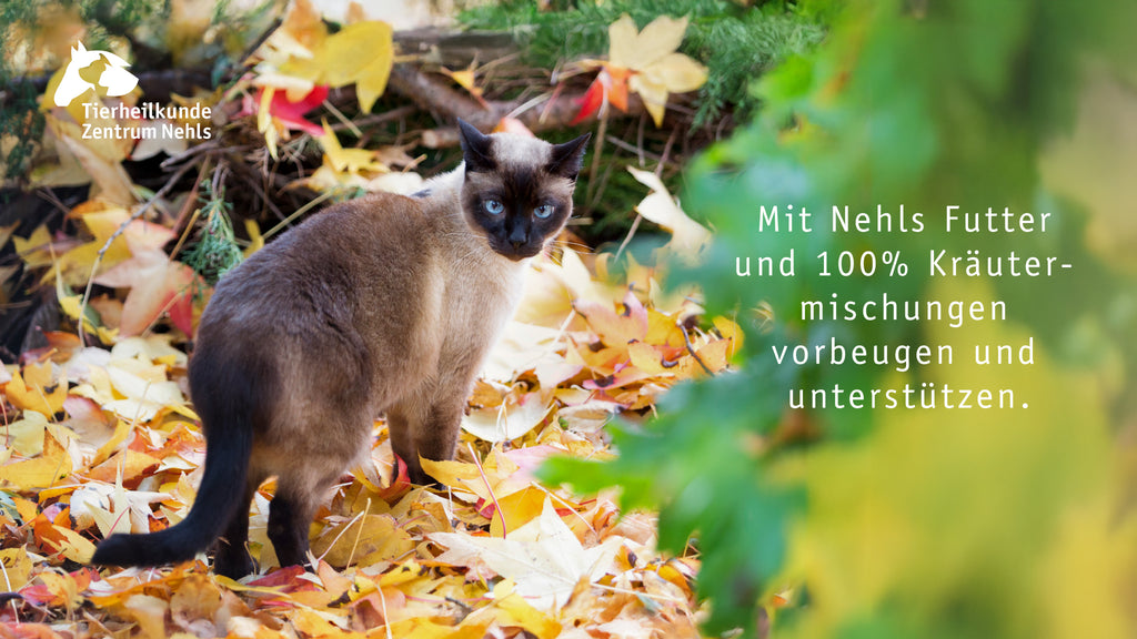 Futtermittelallergie bei Katzen: Grundlagen