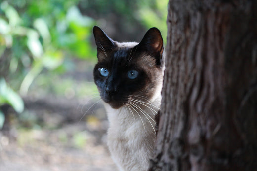 Lebererkrankungen bei Katzen 