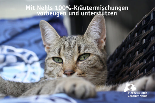 Giardien, E-Coli und Kokzidien bei Katzen