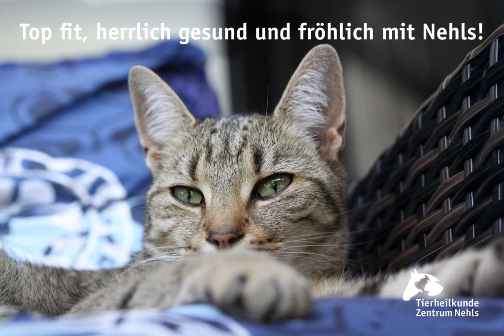 Bauchspeicheldrüse: Erkrankungen bei Katzen