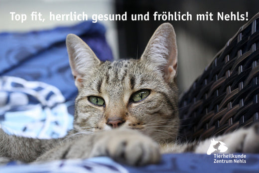 Epilepsie bei Katzen